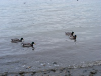 DSCF1336.JPG